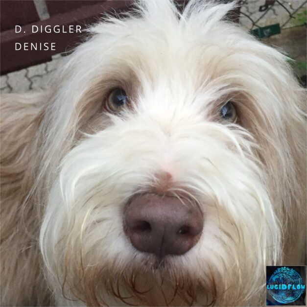 LF347 D. Diggler – Denise 30.5. beatport exclusive, 30.6. All Stores